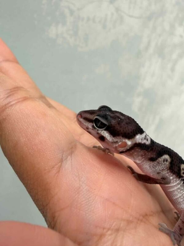 IMG_9965 Mack Snow Black Night het Bell Albino - incub Betina - R260907