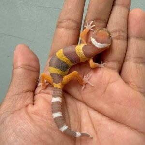 IMG_9970 leopard gecko tangerine chocolate baby