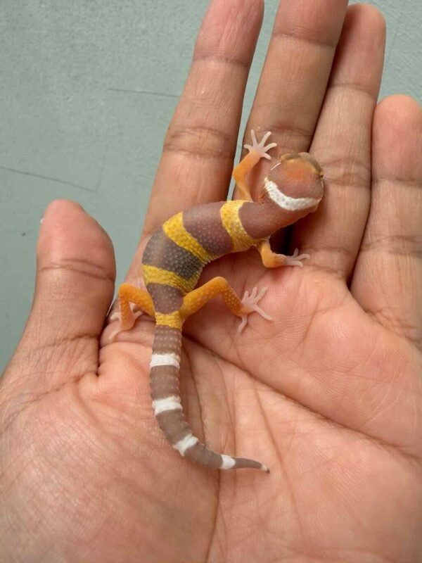 IMG_9970 leopard gecko tangerine chocolate baby