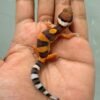 IMG_9975 gecko fire emerine cross incub jantan baby