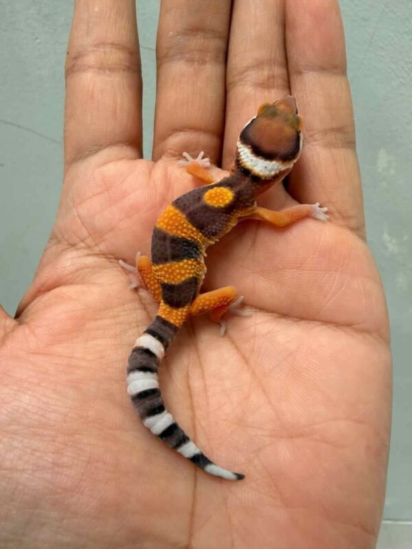IMG_9975 gecko fire emerine cross incub jantan baby