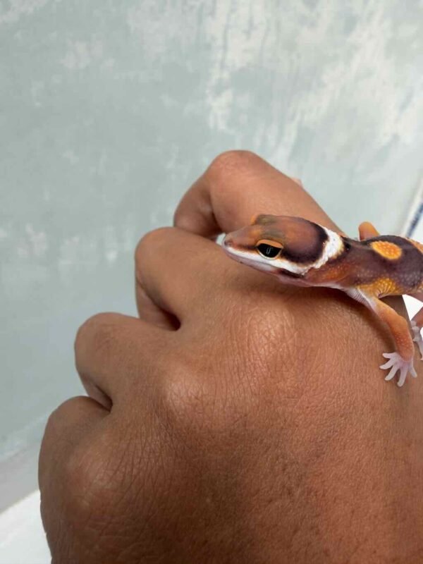 IMG_9976 Fire Emerine Cross ph Tremper - incub Jantan - R261121