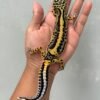 IMG_1589 jual gecko tangerine bold stripe betina indukan