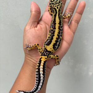 IMG_1589 jual gecko tangerine bold stripe betina indukan