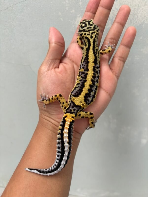 IMG_1589 jual gecko tangerine bold stripe betina indukan