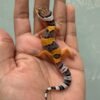 jual hot gecko cross incub jantan baby murah
