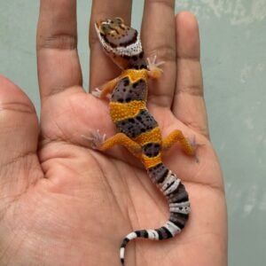 IMG_1592 jual hot gecko cross incub jantan baby murah