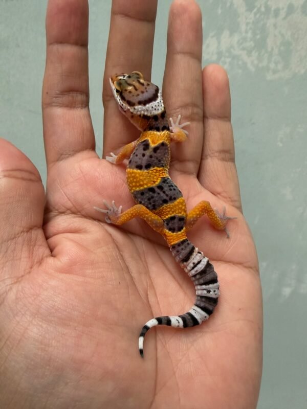 jual hot gecko cross incub jantan baby murah
