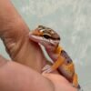 mata hot gecko cross