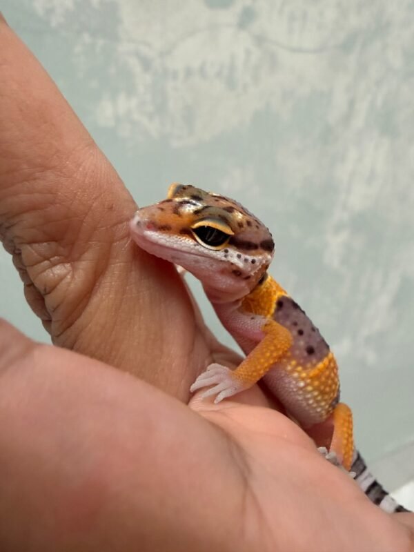 mata hot gecko cross