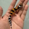 jual gecko tangerine fire line baby