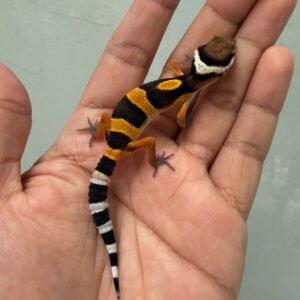IMG_1625 jual gecko tangerine fire line baby