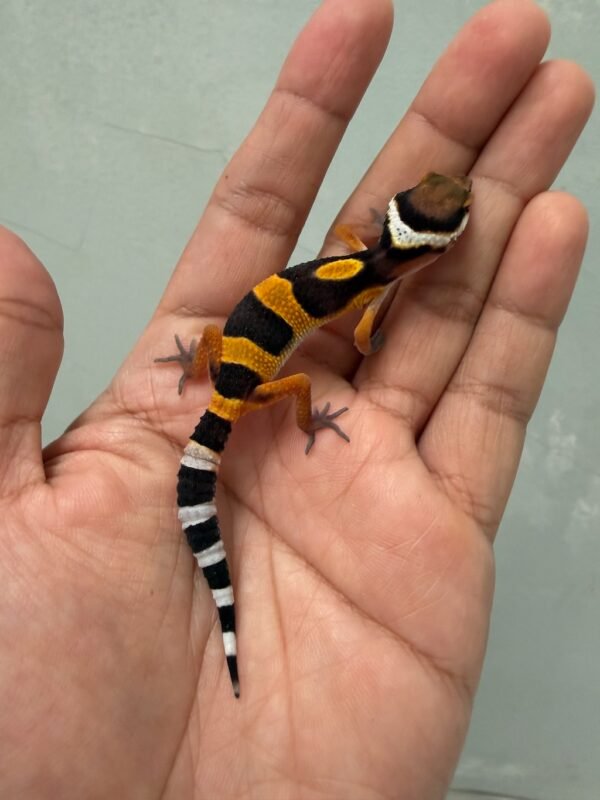 jual gecko tangerine fire line baby