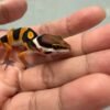 mata gecko tangerine fire line