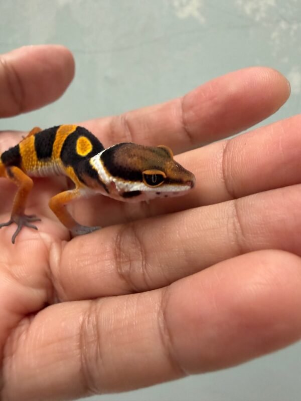 mata gecko tangerine fire line