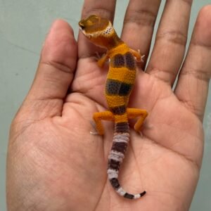 IMG_1628 jual gecko shtctb poss giant jantan baby