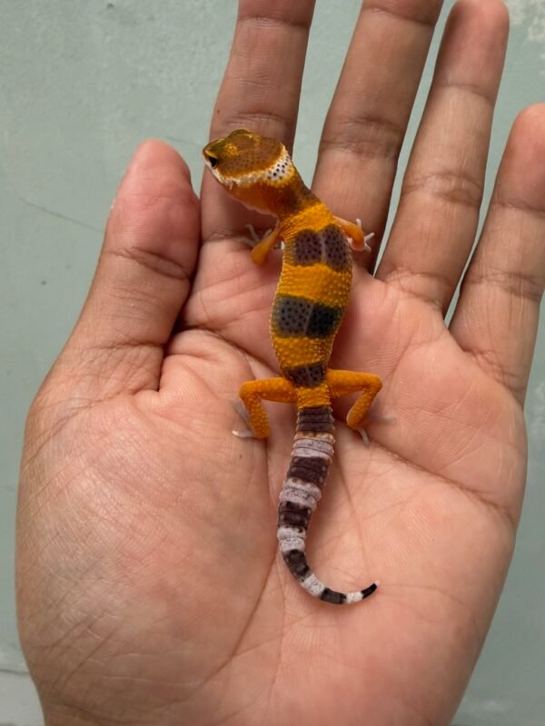 jual gecko shtctb poss giant jantan baby