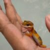 SHTCTB poss Giant ph Tremper - incub Jantan - R261312