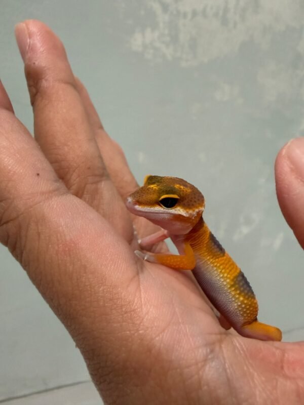 SHTCTB poss Giant ph Tremper - incub Jantan - R261312