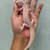 jual gecko pied super raptor black night cross betina indukan