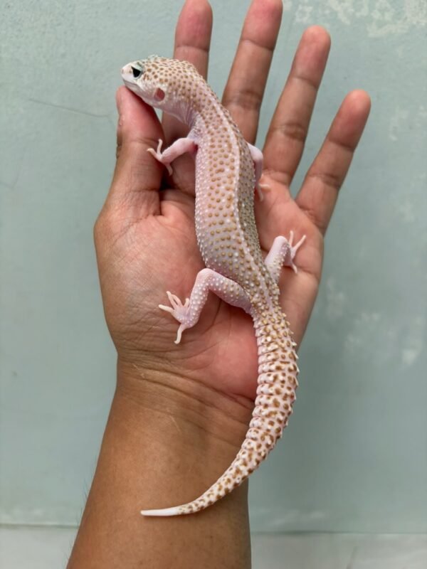 jual gecko pied super raptor black night cross betina indukan