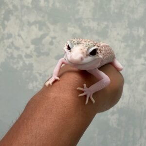 IMG_1633 mata gecko pied super raptor black night cross