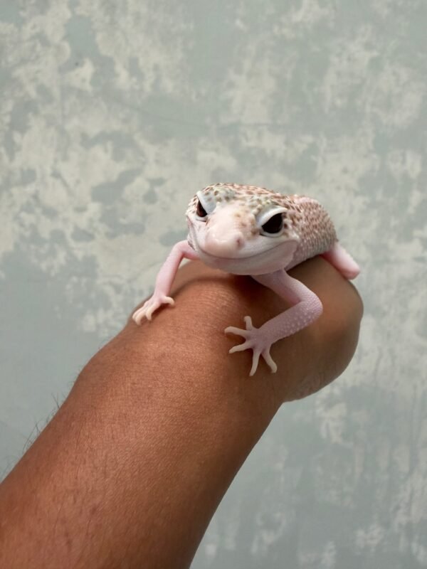 mata gecko pied super raptor black night cross