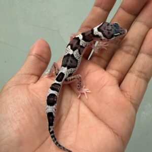 IMG_1635 jual gecko mack snow eclipse black night cross
