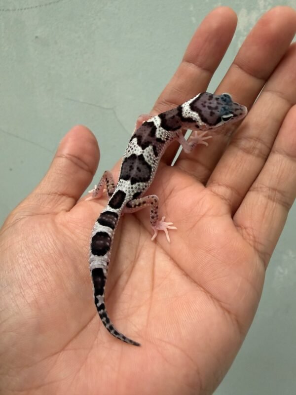 IMG_1635 jual gecko mack snow eclipse black night cross