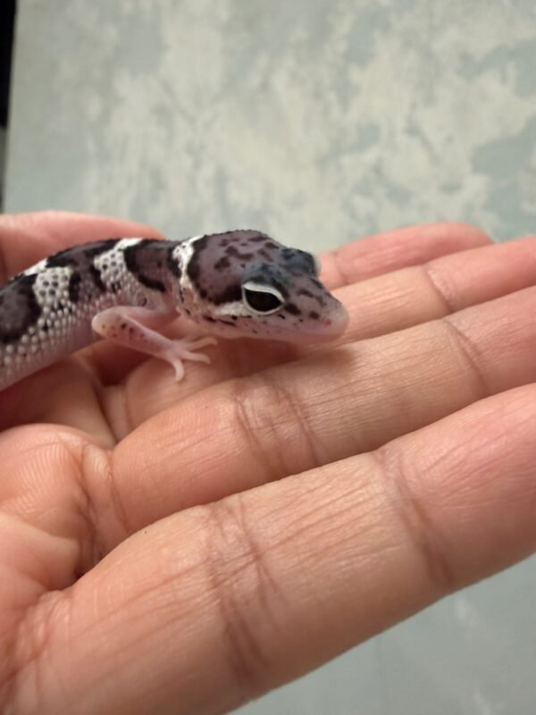 IMG_1636 mata gecko mack snow eclipse
