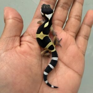 IMG_1638 jual gecko black night het raptor incub betina baby