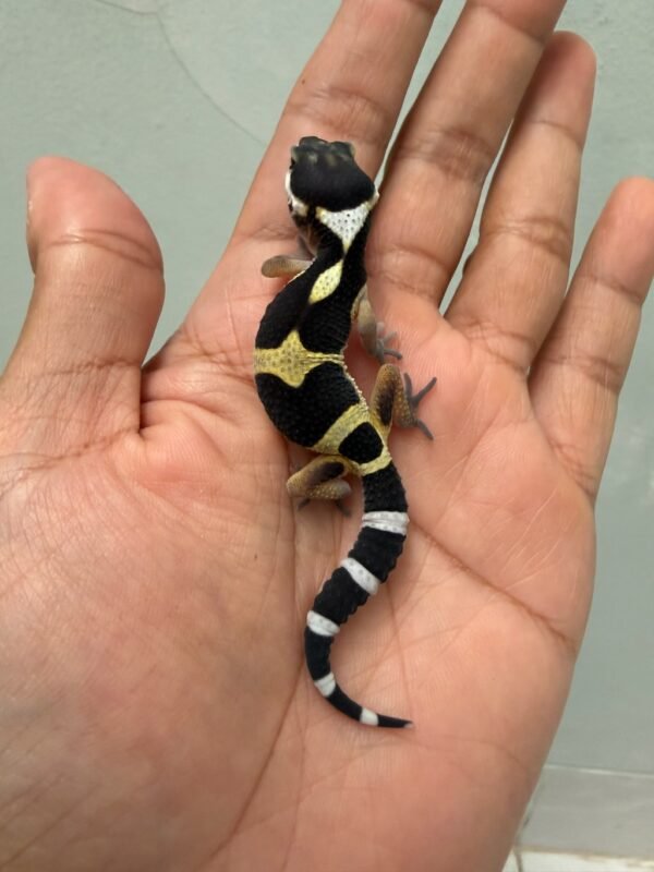 jual gecko black night het raptor incub betina baby
