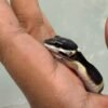 mata gecko black night