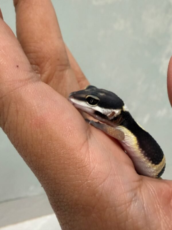 mata gecko black night