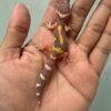 IMG_1641 jual gecko chocolate jungle incub betina baby