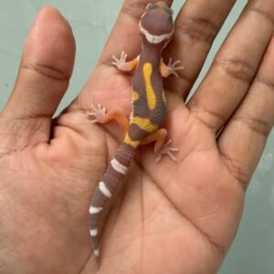 IMG_1641 jual gecko chocolate jungle incub betina baby