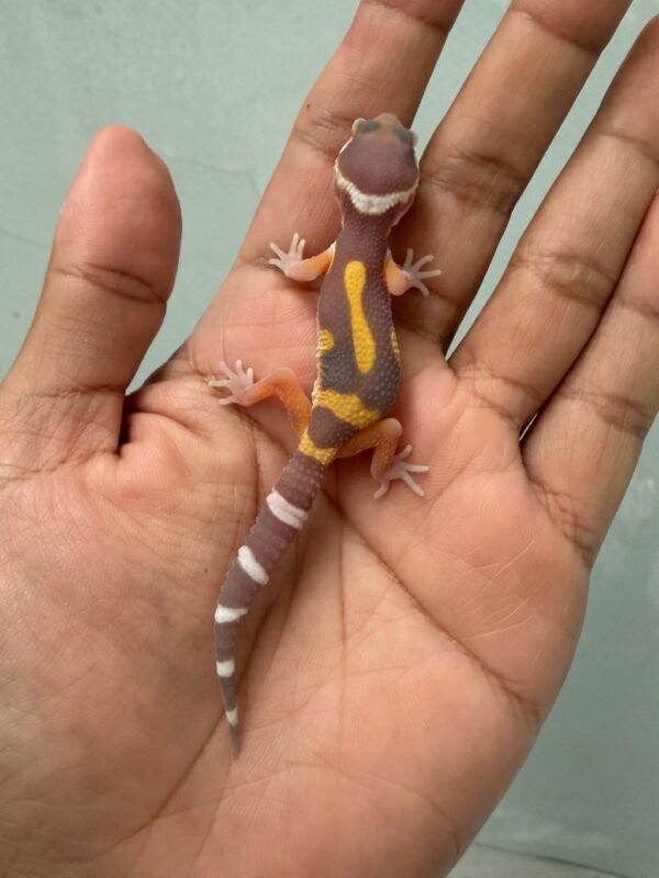IMG_1641 jual gecko chocolate jungle incub betina baby