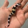 jual gecko white & yellow het raptor incub betina baby murah