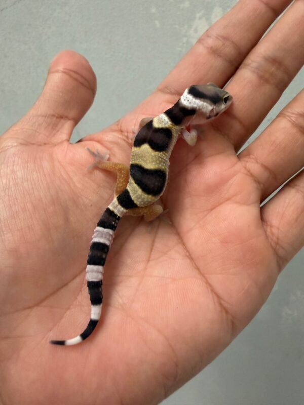 jual gecko white & yellow het raptor incub betina baby murah