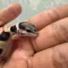 mata gecko white & yellow