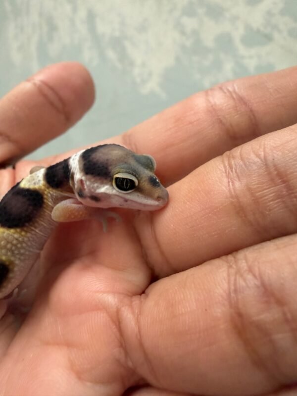 mata gecko white & yellow