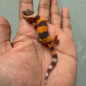 jual gecko shtctb tomato line ph tremper incub jantan baby