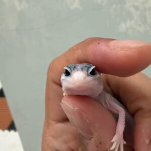 jual gecko senyum bahan panda
