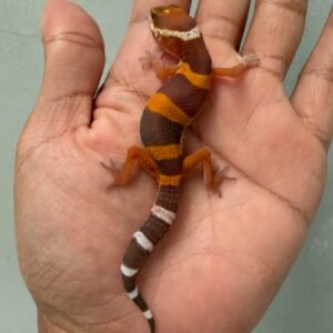IMG_1674 jual gecko tangerine chocolate lavender line bahan kontes