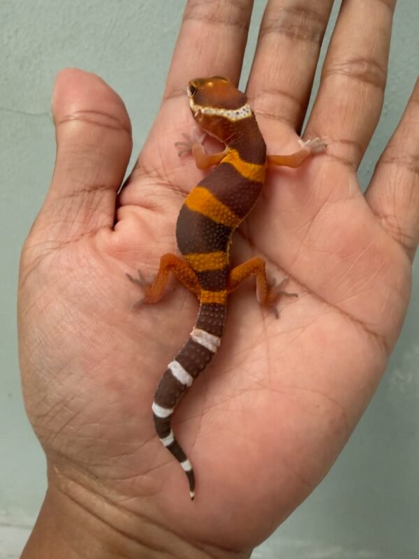 IMG_1674 jual gecko tangerine chocolate lavender line bahan kontes