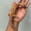 IMG_1680 jual leopard gecko black night mack snow raptor betina murah