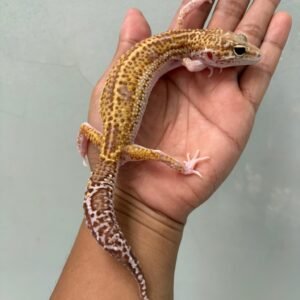 IMG_1680 jual leopard gecko black night mack snow raptor betina murah