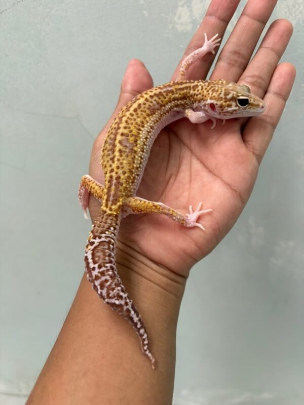 IMG_1680 jual leopard gecko black night mack snow raptor betina murah