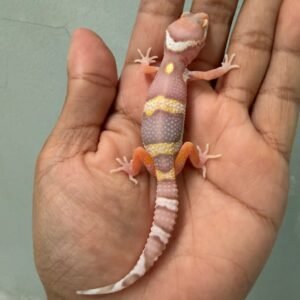 IMG_1689 jual gecko mack snow bell albino het radar incub betina baby big body