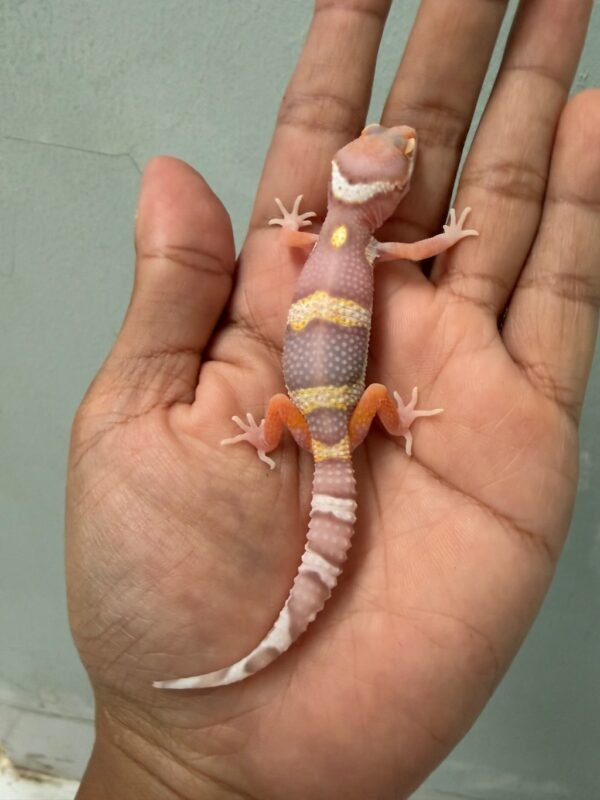 IMG_1689 jual gecko mack snow bell albino het radar incub betina baby big body